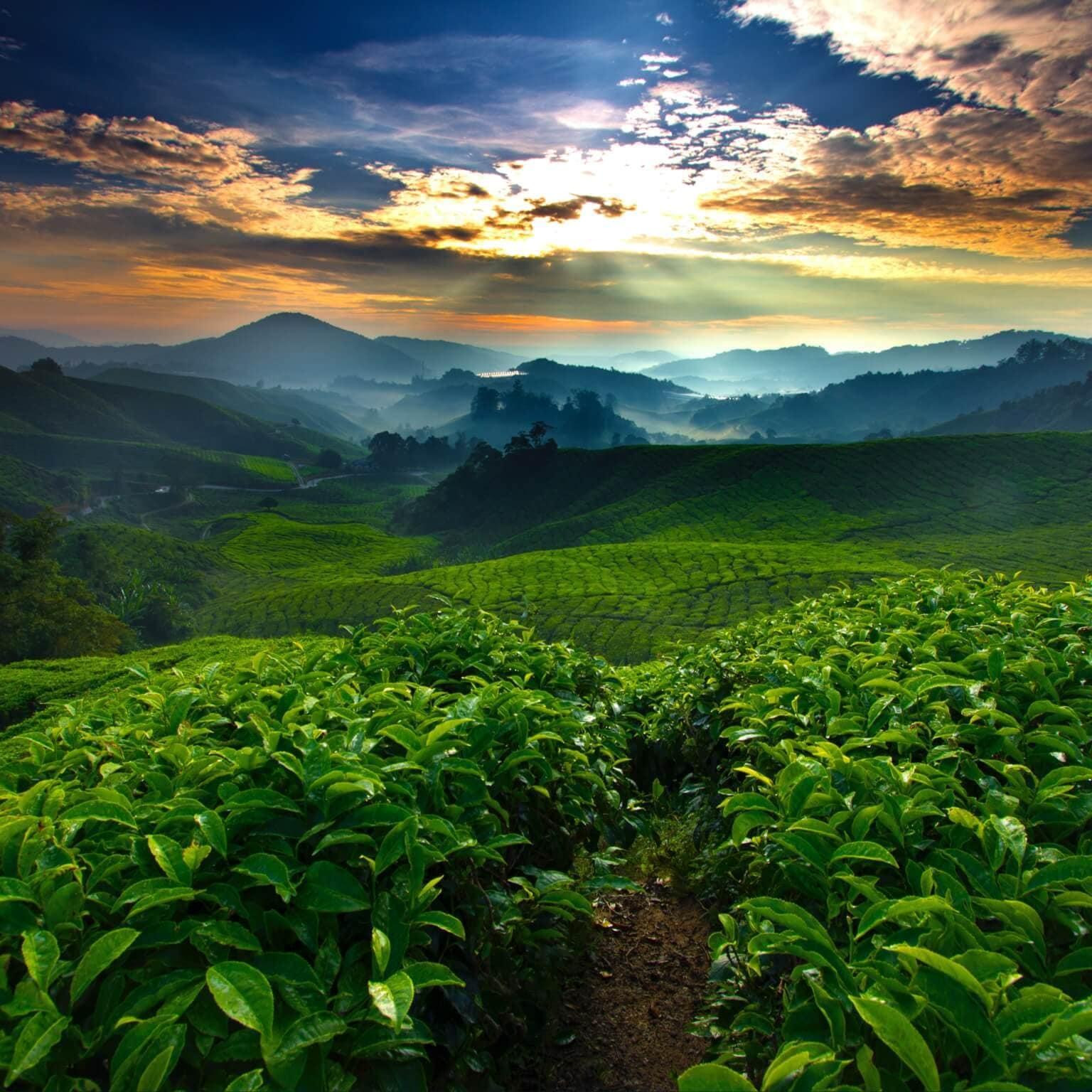 Voices on Nature Natural Capital and Nature Agriculture McKinsey